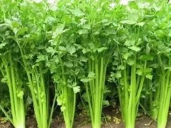 多吃根類蔬菜有益健康